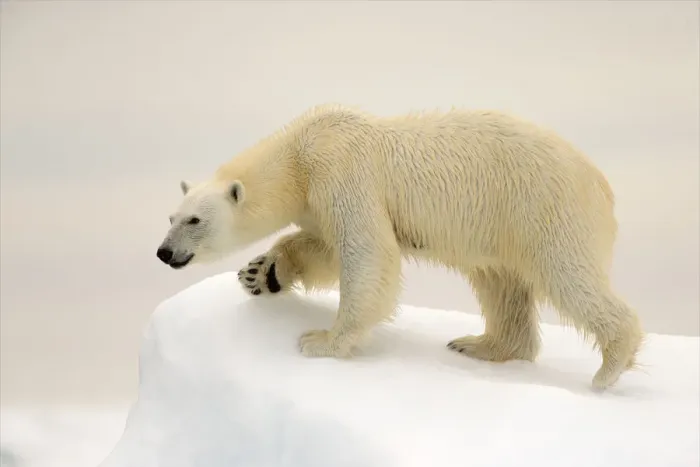 Framed Print : Polar Bear (Ursus maritimus) on ice, Svalbard, Norway, August Framed Print : Polar Bear (Ursus maritimus) on ice, Svalbard, Norway, August