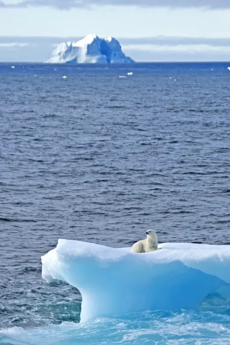 Framed Print : Polar bear (Ursus maritimus) on an iceberg, Baffin Bay, Canada. September Framed Print : Polar bear (Ursus maritimus) on an iceberg, Baffin Bay, Canada. September