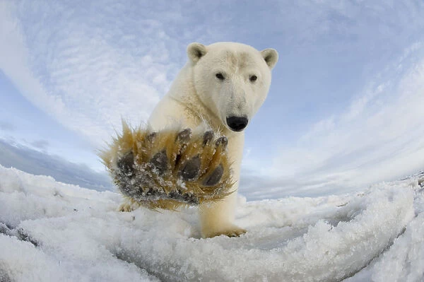 Polar bear (Ursus maritimus) investigating camera and batting it with paw, on pack
