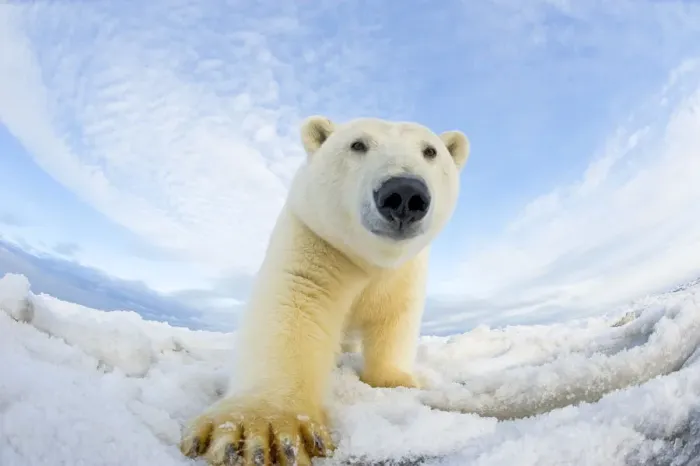 Framed Print : Polar bear (Ursus maritimus) investigating camera on pack ice off the 1002 area of Framed Print : Polar bear (Ursus maritimus) investigating camera on pack ice off the 1002 area of