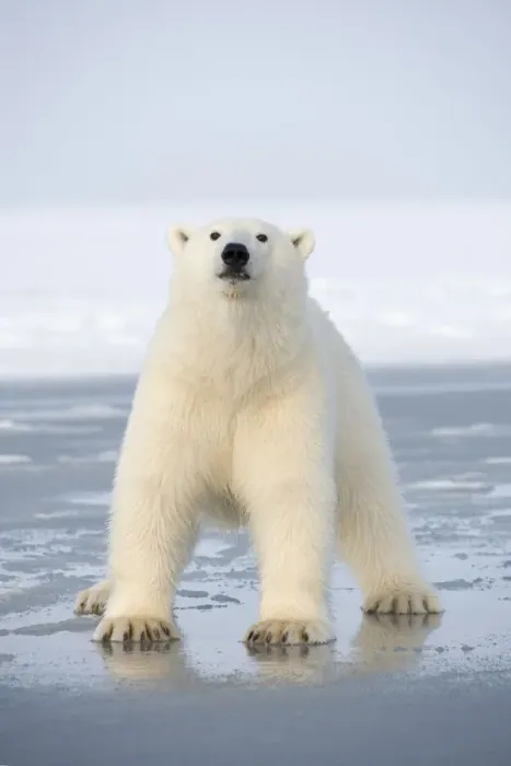 Framed Print : Polar bear (Ursus maritimus) juvenile crossing over newly forming pack ice, during autumn freeze up Framed Print : Polar bear (Ursus maritimus) juvenile crossing over newly forming pack ice, during autumn freeze up
