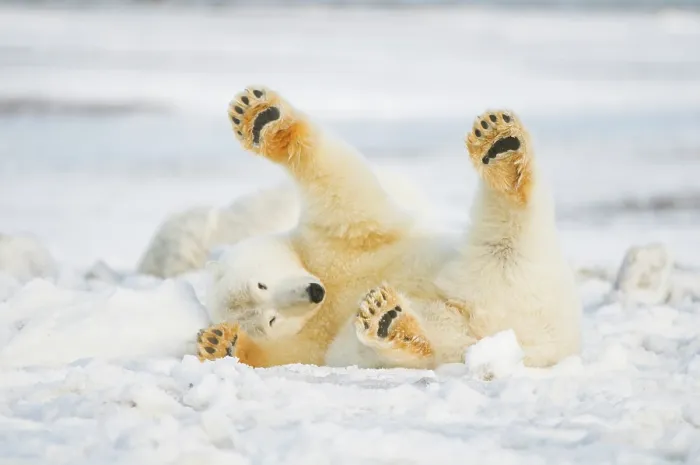 Framed Print : Polar bear (Ursus maritimus) juvenile rolling around on newly formed pack ice, Beaufort Sea, off the 1002 area of the Arctic National Wildlife Refuge, North Slope, Alaska