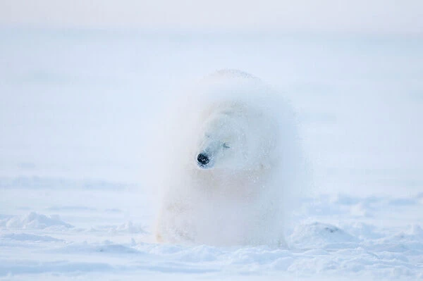 Polar bear (Ursus maritimus) juvenile shaking off snow after rolling around on the pack ice