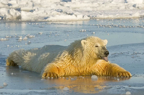Polar bear (Ursus maritimus) juvenile spreading body weight over thin newly forming pack ice