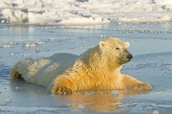 Polar bear (Ursus maritimus) juvenile spreading body weight over thin newly forming pack ice