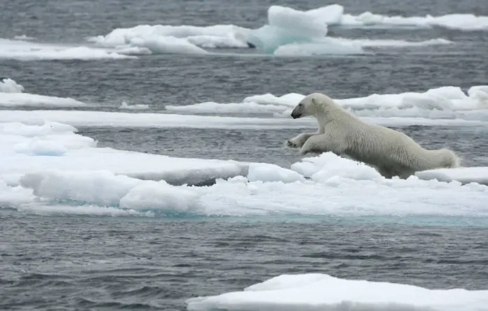 Framed Print : Polar bear (Ursus maritimus) leaping from sea ice, Moselbukta, Svalbard, Norway Framed Print : Polar bear (Ursus maritimus) leaping from sea ice, Moselbukta, Svalbard, Norway