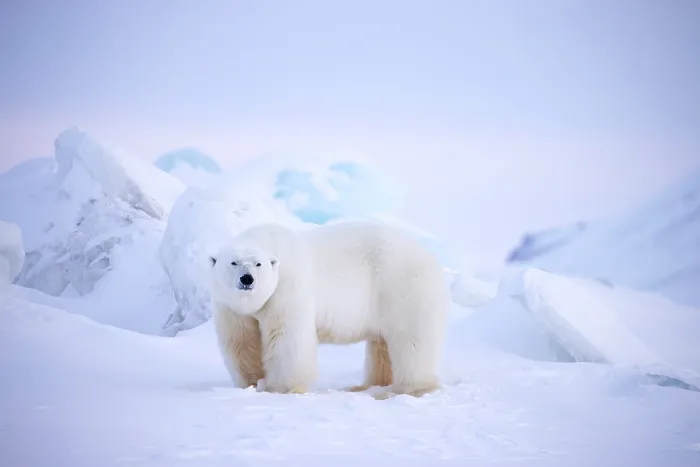 Framed Print : Polar bear (Ursus maritimus) male, standing on snow with snow-covered mountains behind, Svalbard, Norway. April Framed Print : Polar bear (Ursus maritimus) male, standing on snow with snow-covered mountains behind, Svalbard, Norway. April