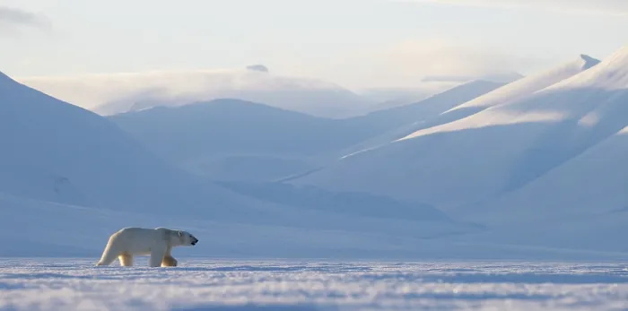 Framed Print : Polar bear (Ursus maritimus) male, walking across snow covered landscape with mountains in background, Svalbard, Norway. April Framed Print : Polar bear (Ursus maritimus) male, walking across snow covered landscape with mountains in background, Svalbard, Norway. April