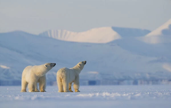 Polar bear (Ursus maritimus) male female pair looking upwards, snow covered hills in background