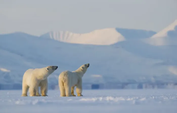 Framed Print : Polar bear (Ursus maritimus) male female pair looking upwards, snow covered hills in background Framed Print : Polar bear (Ursus maritimus) male female pair looking upwards, snow covered hills in background