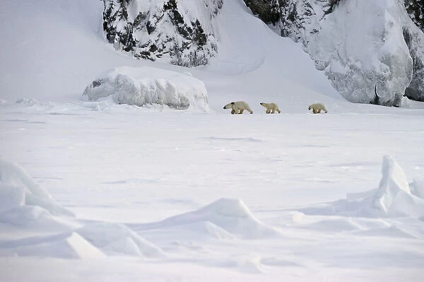 Polar bear (Ursus maritimus) mother with cubs walking through snow, Wrangel Island