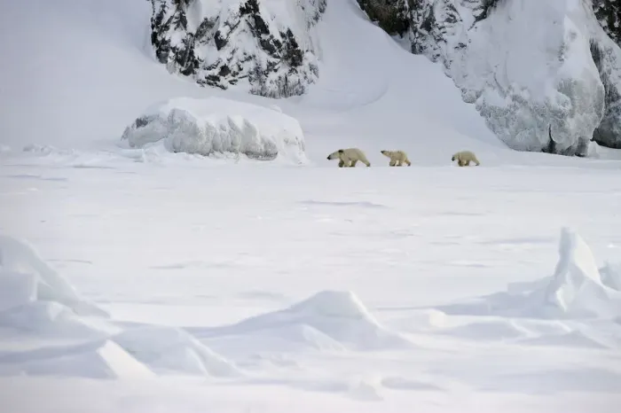 Framed Print : Polar bear (Ursus maritimus) mother with cubs walking through snow, Wrangel Island Framed Print : Polar bear (Ursus maritimus) mother with cubs walking through snow, Wrangel Island