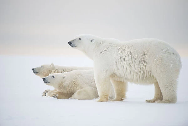 Polar bear (Ursus maritimus) mother with juveniles resting on newly formed pack