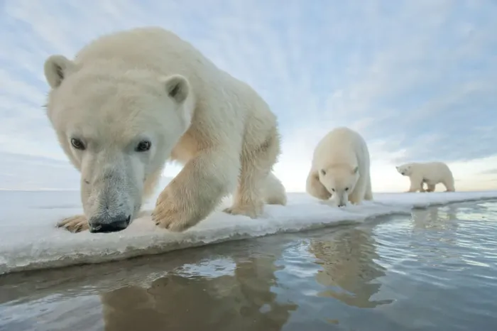Framed Print : Polar bear (Ursus maritimus) mother with two juveniles walking along ice edge during Framed Print : Polar bear (Ursus maritimus) mother with two juveniles walking along ice edge during