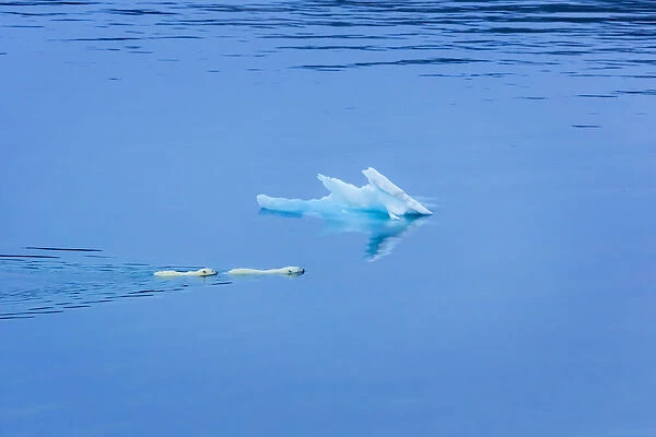 Polar bear (Ursus maritimus) mother and large second year cub swim across calm water