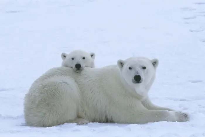 Framed Print : Polar bear (Ursus maritimus) mother and her yearling cub (age 22 months Framed Print : Polar bear (Ursus maritimus) mother and her yearling cub (age 22 months