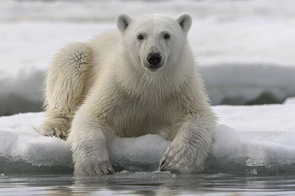 Polar bear (Ursus maritimus) portrait, Franz Jozef Land, Arctic Russia. July