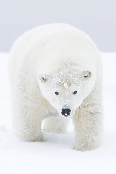 Polar bear (Ursus maritimus) portrait of curious young male, covered in snow