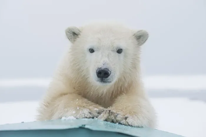 Framed Print : Polar bear (Ursus maritimus) portrait of a yearling along Bernard Spit, a barrier island Framed Print : Polar bear (Ursus maritimus) portrait of a yearling along Bernard Spit, a barrier island