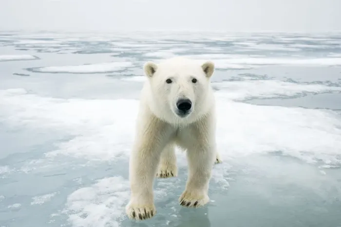 Framed Print : Polar bear (Ursus maritimus) on sea ice, off the coast of Svalbard, Norway Framed Print : Polar bear (Ursus maritimus) on sea ice, off the coast of Svalbard, Norway