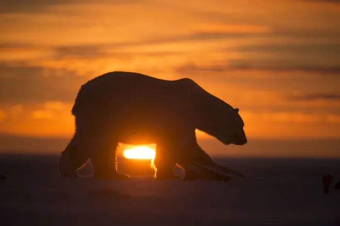 Framed Print : Polar bear (Ursus maritimus) silhouetted against setting sun, Bernard Spit, off the 1002 Area Framed Print : Polar bear (Ursus maritimus) silhouetted against setting sun, Bernard Spit, off the 1002 Area