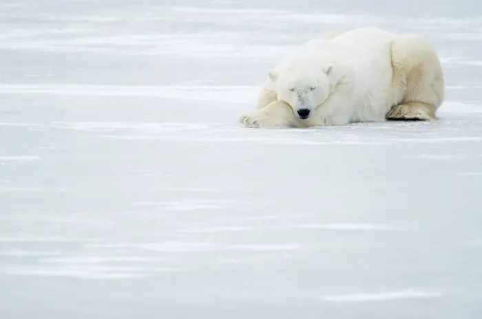 Framed Print : Polar Bear (Ursus maritimus) sleeping, Churchill, Canada, November