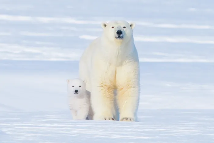 Framed Print : Polar bear (Ursus maritimus) sow with her cub outside their den in late winter, Arctic coast of Alaska Framed Print : Polar bear (Ursus maritimus) sow with her cub outside their den in late winter, Arctic coast of Alaska