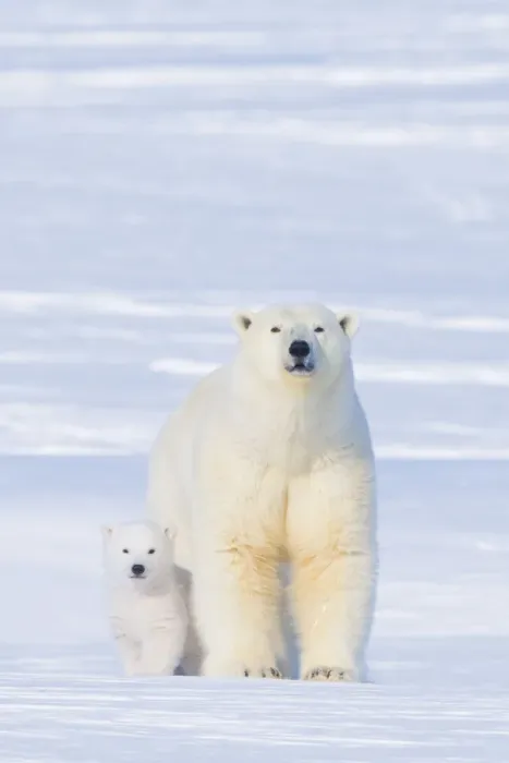 Framed Print : Polar bear (Ursus maritimus) sow with her cub outside their den in late winter Framed Print : Polar bear (Ursus maritimus) sow with her cub outside their den in late winter