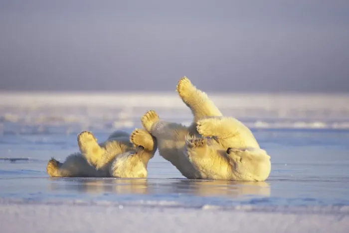 Framed Print : Polar bear (Ursus maritimus) sow and cub sliding on their backs over the pack ice Framed Print : Polar bear (Ursus maritimus) sow and cub sliding on their backs over the pack ice