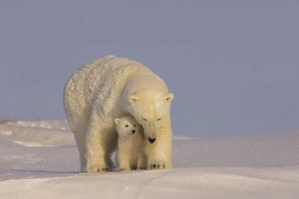 Polar bear (Ursus maritimus) sow with her cubs, newly emerged from their den on the Arctic coast