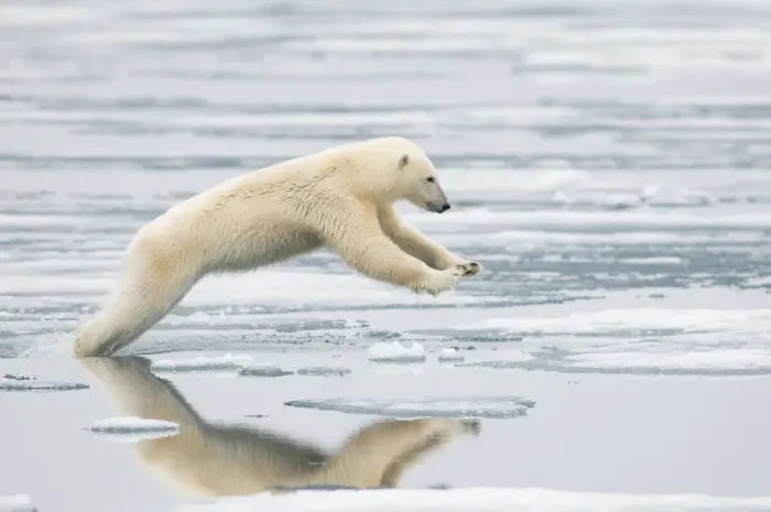 Framed Print : Polar bear (Ursus maritimus) sow jumping while hunting for seals on sea ice, off Framed Print : Polar bear (Ursus maritimus) sow jumping while hunting for seals on sea ice, off