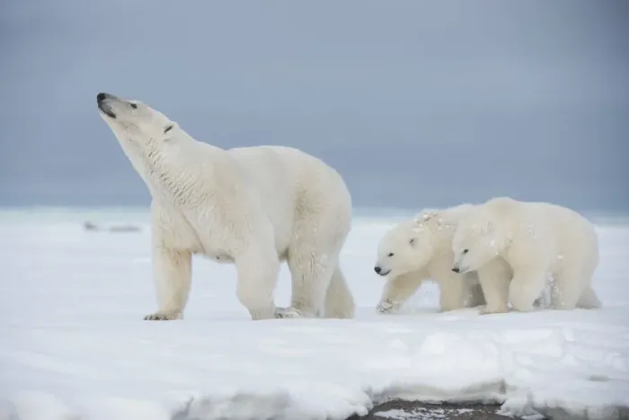 Framed Print : Polar bear (Ursus maritimus) sow with a pair of cubs walk on a barrier island during Framed Print : Polar bear (Ursus maritimus) sow with a pair of cubs walk on a barrier island during