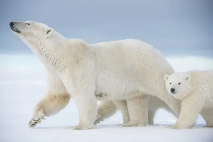 Framed Print : Polar bear (Ursus maritimus) sow with a pair of cubs walk on a barrier island during Framed Print : Polar bear (Ursus maritimus) sow with a pair of cubs walk on a barrier island during