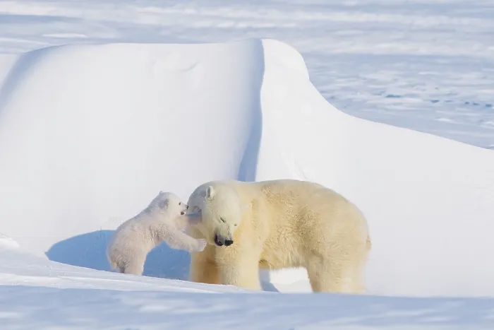 Framed Print : Polar bear (Ursus maritimus) sow plays with her spring cub outside their den in late winter, Alaska