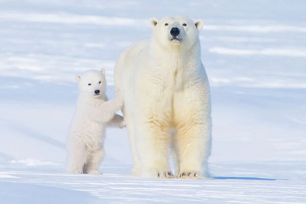 Polar bear (Ursus maritimus) sow standing with her cub outside their den in late winter