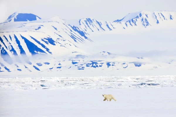 Polar bear (Ursus maritimus) Spitsbergen, Svalbard, Norway, June 2009