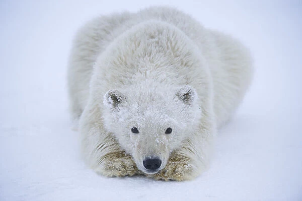 Polar bear (Ursus maritimus) spring cub resting on newly formed pack ice