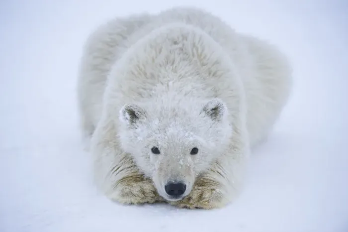 Framed Print : Polar bear (Ursus maritimus) spring cub resting on newly formed pack ice Framed Print : Polar bear (Ursus maritimus) spring cub resting on newly formed pack ice