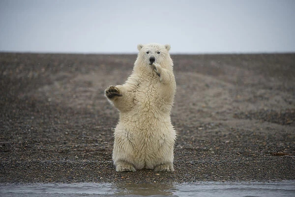 Polar bear (Ursus maritimus) spring cub sitting upright on hind legs balancing, Bernard Spit