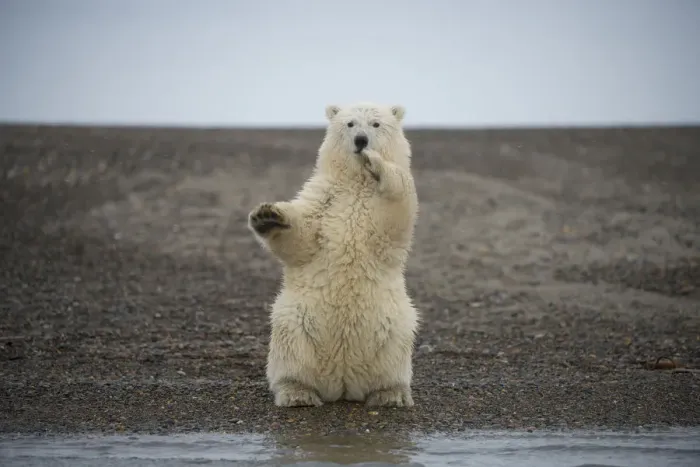 Framed Print : Polar bear (Ursus maritimus) spring cub sitting upright on hind legs balancing, Bernard Spit Framed Print : Polar bear (Ursus maritimus) spring cub sitting upright on hind legs balancing, Bernard Spit