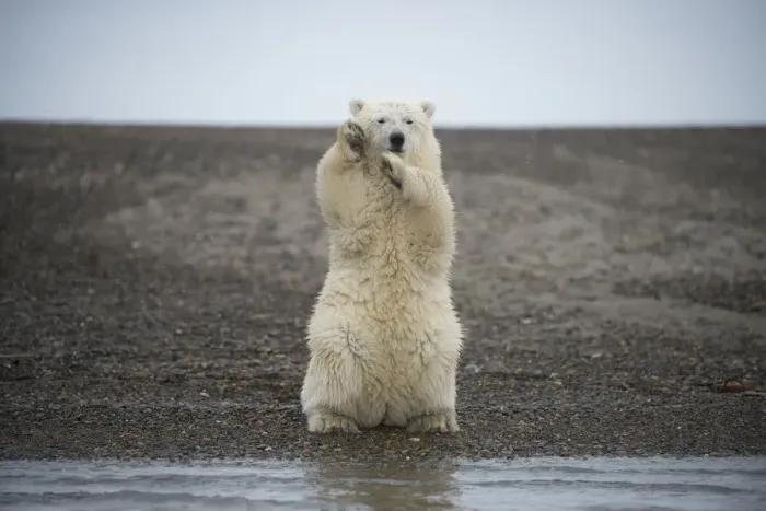 Framed Print : Polar bear (Ursus maritimus) spring cub sitting upright on hind legs balancing, Bernard Spit Framed Print : Polar bear (Ursus maritimus) spring cub sitting upright on hind legs balancing, Bernard Spit