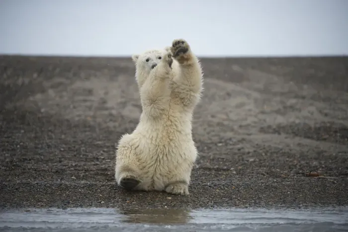 Framed Print : Polar bear (Ursus maritimus) spring cub sitting upright on hind legs wobbling, Bernard Spit Framed Print : Polar bear (Ursus maritimus) spring cub sitting upright on hind legs wobbling, Bernard Spit