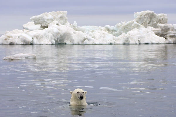 Polar bear (Ursus maritimus) swimming in the water in front of an iceberg, Beaufort Sea