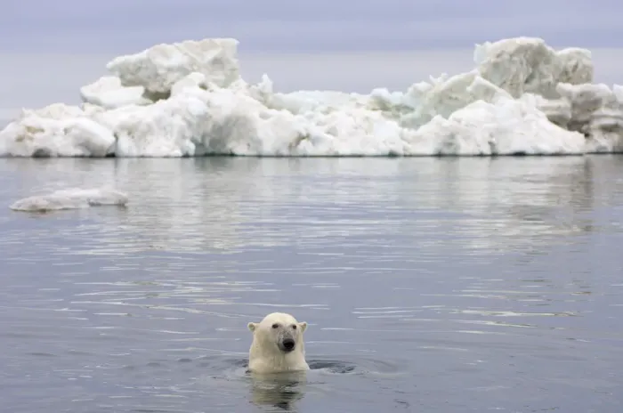 Framed Print : Polar bear (Ursus maritimus) swimming in the water in front of an iceberg, Beaufort Sea Framed Print : Polar bear (Ursus maritimus) swimming in the water in front of an iceberg, Beaufort Sea