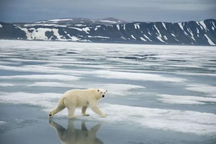 Framed Print : Polar bear (Ursus maritimus) traveling along the coast on sea ice in search of seals Framed Print : Polar bear (Ursus maritimus) traveling along the coast on sea ice in search of seals