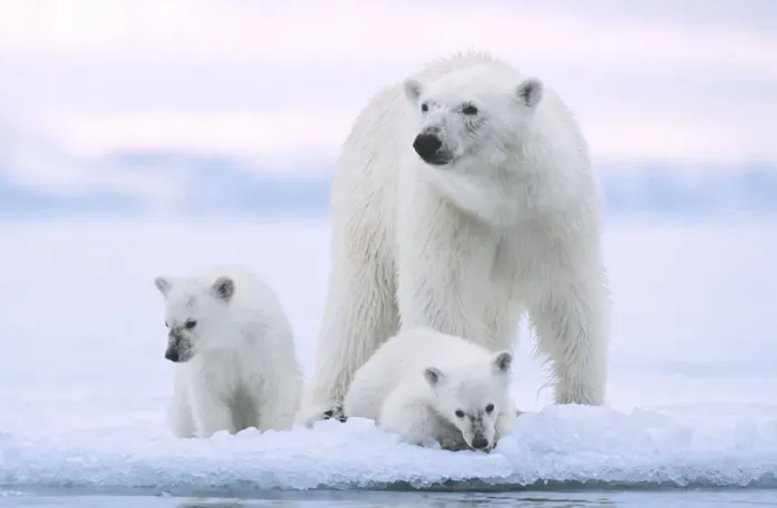 Framed Print : Polar bear (Ursus maritimus) and her twin cubs (age 6 months Framed Print : Polar bear (Ursus maritimus) and her twin cubs (age 6 months