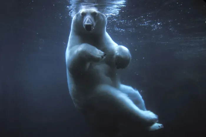 Framed Print : Polar bear (Ursus maritimus) underwater view swimming in a pool, Anchorage Zoo, Alaska, USA Framed Print : Polar bear (Ursus maritimus) underwater view swimming in a pool, Anchorage Zoo, Alaska, USA