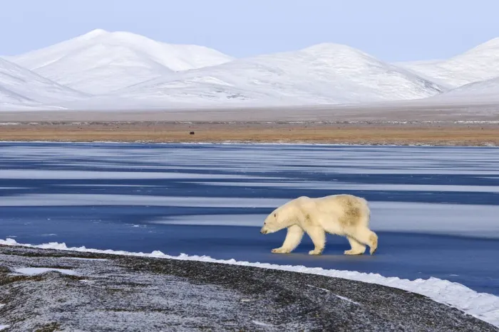 Framed Print : Polar bear (Ursus maritimus) walking along coast of Wrangel Island, Far Eastern Russia Framed Print : Polar bear (Ursus maritimus) walking along coast of Wrangel Island, Far Eastern Russia