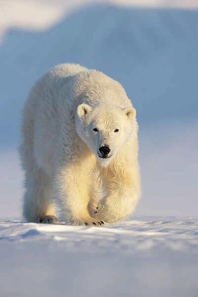 Polar bear (Ursus maritimus) walking across ice and snow in evening sun. Svalbard, Norway. April