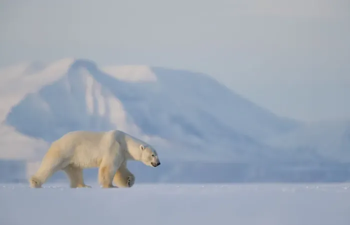 Framed Print : Polar bear (Ursus maritimus) walking in snow, Svalbard, Norway, April Framed Print : Polar bear (Ursus maritimus) walking in snow, Svalbard, Norway, April